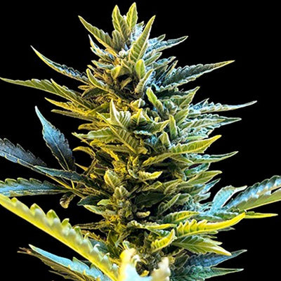 G13 Labs – Skunk #1 Feminised Cannabis Seeds 