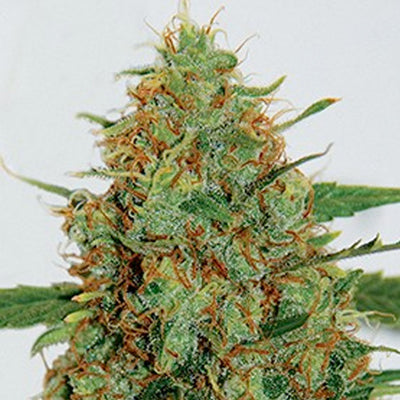 G13 Labs – Northern Light x Skunk Feminised Cannabis Seeds 